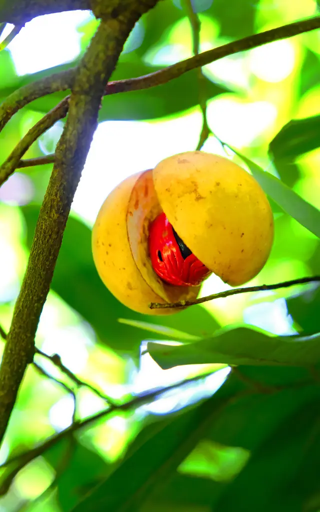 Noix de muscade dans le jardin de Kaz à Vanille Trinité Martinique production locale