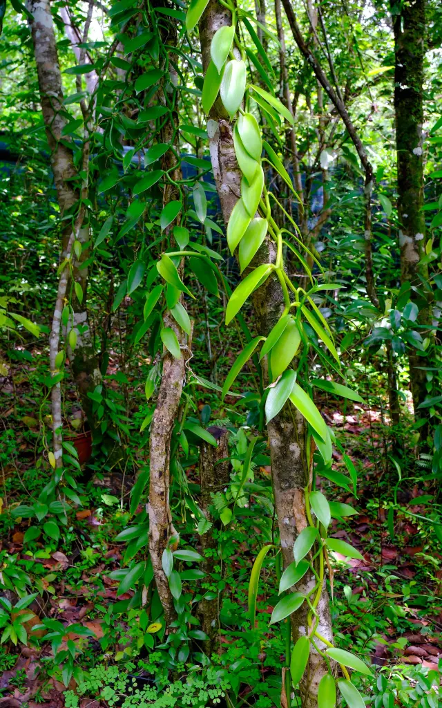 Vanille Jardin Kaz à Vanille Trinité Martinique