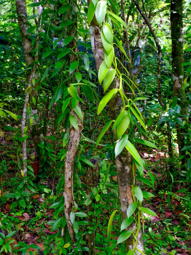 Vanille Jardin Kaz à Vanille Trinité Martinique