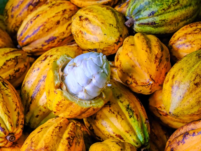 Cacao Jardin K'Féco Robert Martinique
