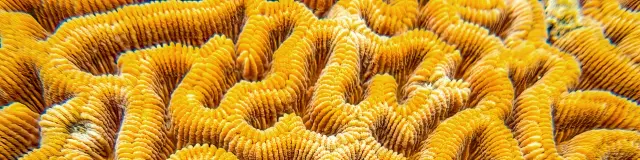 Coraux Les Aquanautes Marin Martinique