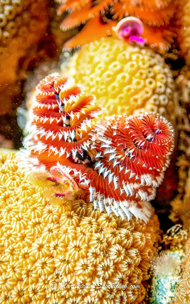 Coraux Les Aquanautes Marin Martinique