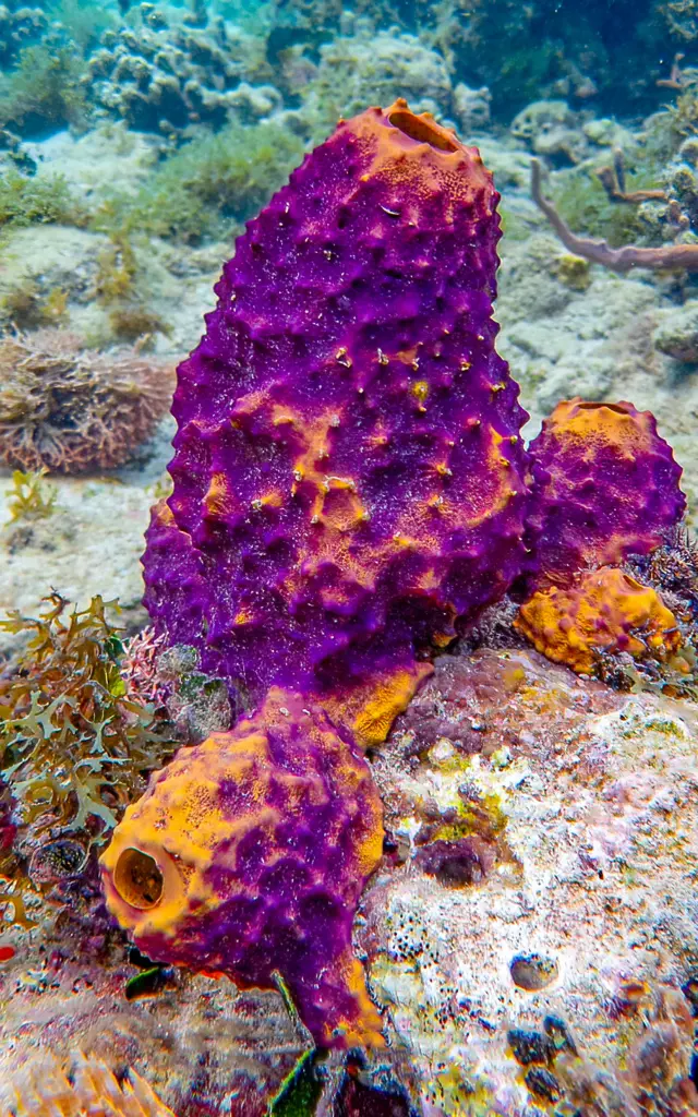 Coraux Les Aquanautes Marin Martinique