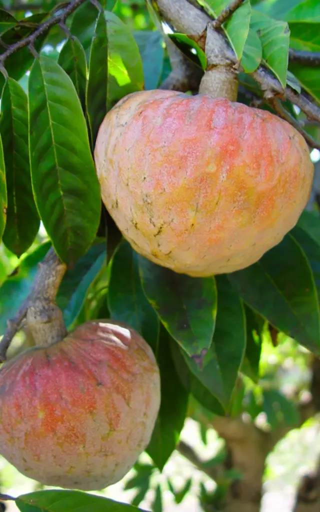 Cachiman Fruit Martinique