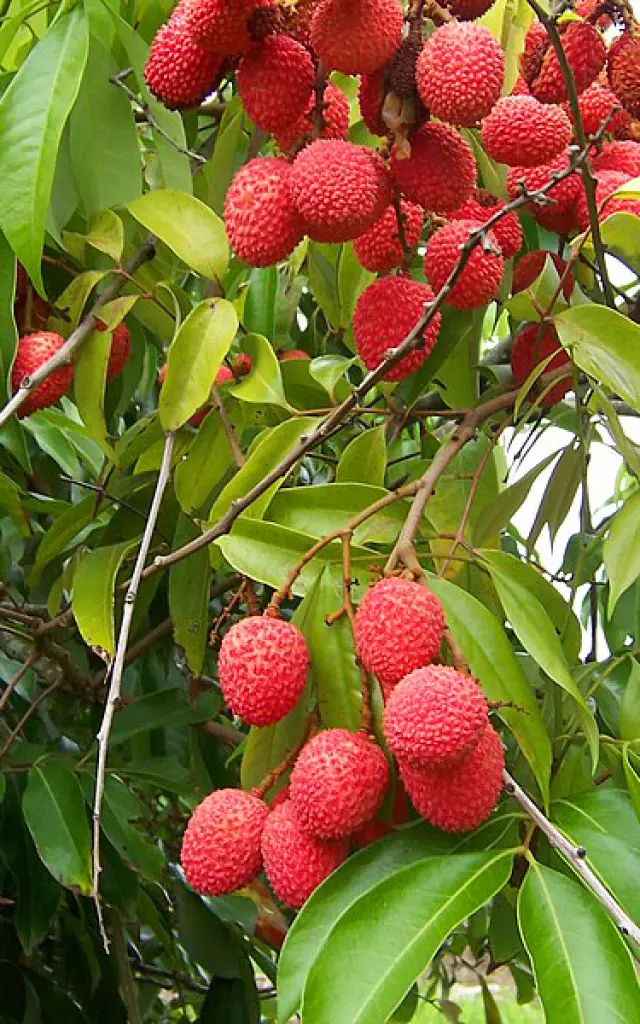 Litchi Fruit Martinique
