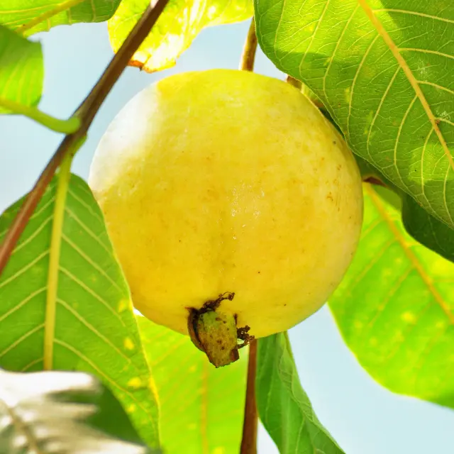 Goyave Fruit Martinique