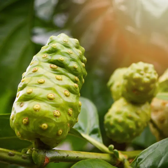 Noni Fruit Martinique