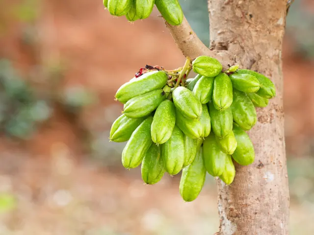 Bilimbi Fruit Martinique