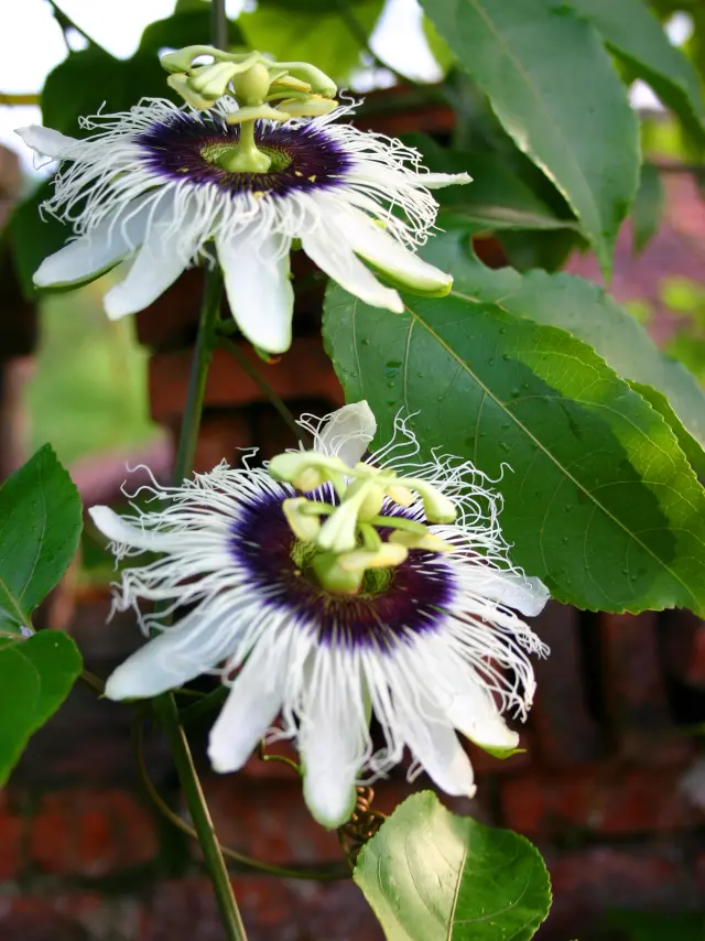 Fruit de la passion Fleur Fruit Martinique
