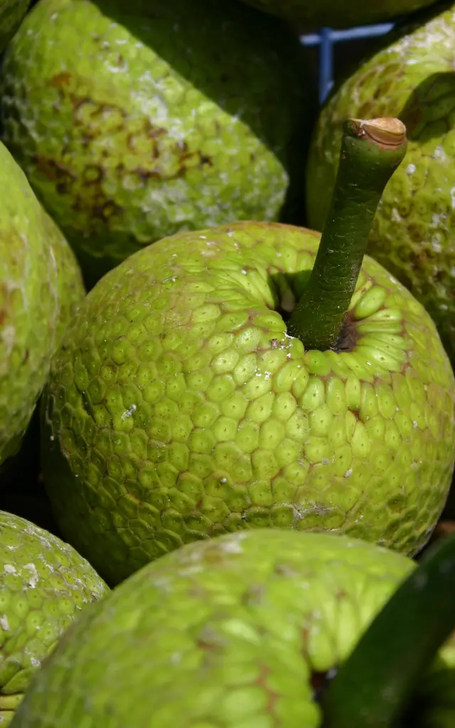Fruit à pain Légume Martinique