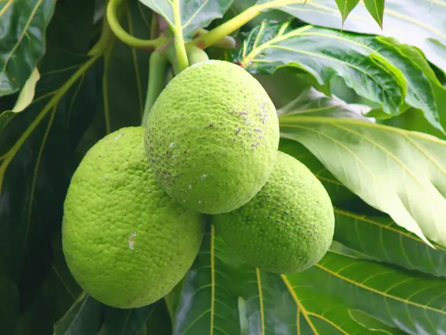 Fruit à pain Légume Martinique