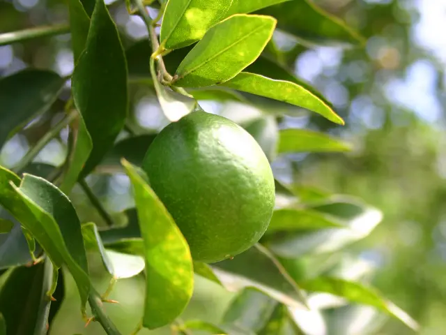 Citron vert Fruit Martinique