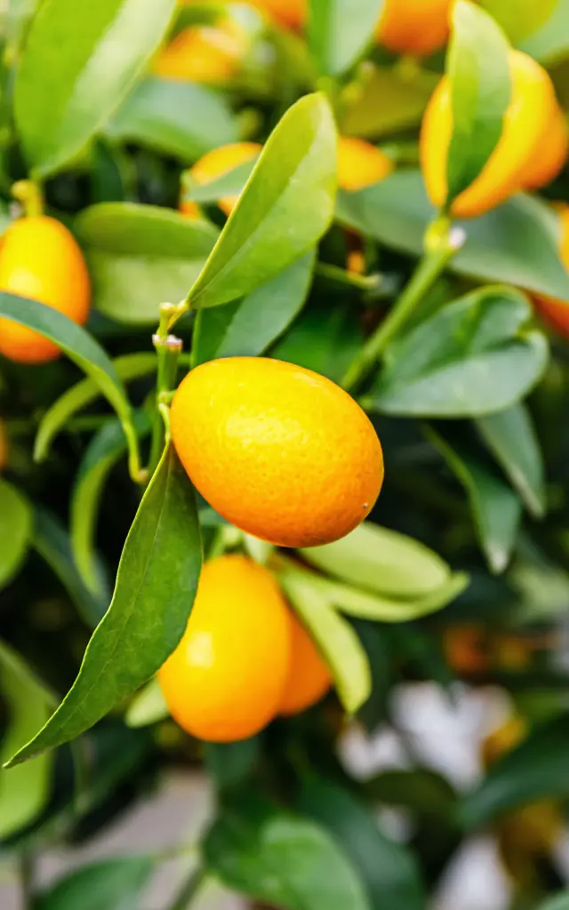 Kumquat Fruit Martinique