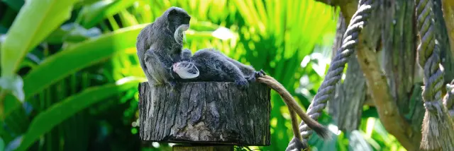 Tamarin empereur Zoo Habitation Latouche Carbet Martinique