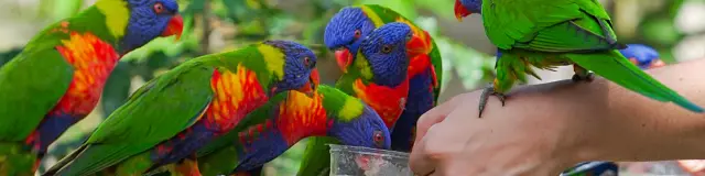 Amazone Zoo Habitation Latouche Carbet Martinique