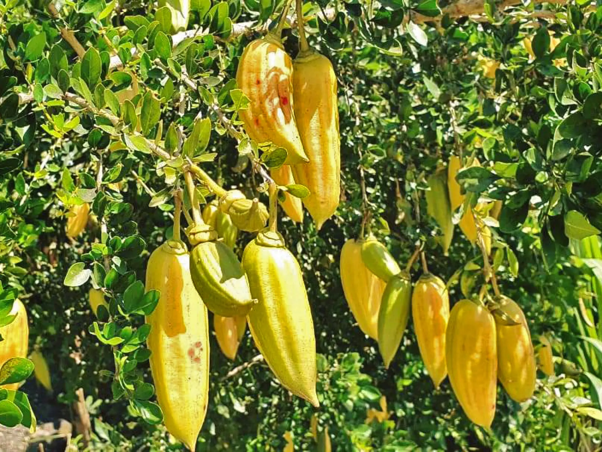 Guajilote3 Fruit Martinique