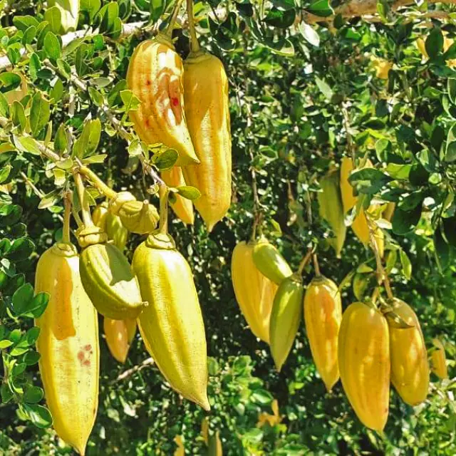 Guajilote3 Fruit Martinique