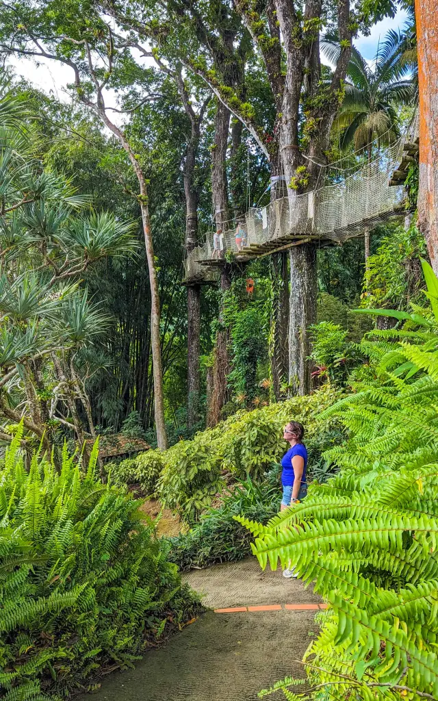 Canopée Le chemin des cimes Jardin de Balata Fort-de-France Martinique