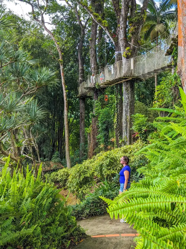 Canopée Le chemin des cimes Jardin de Balata Fort-de-France Martinique