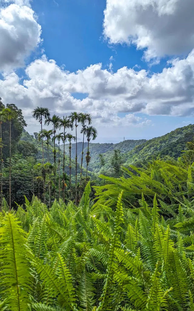 Vue sur les Pitons du Carbet Jardin de Balata Fort-de-France Martinique