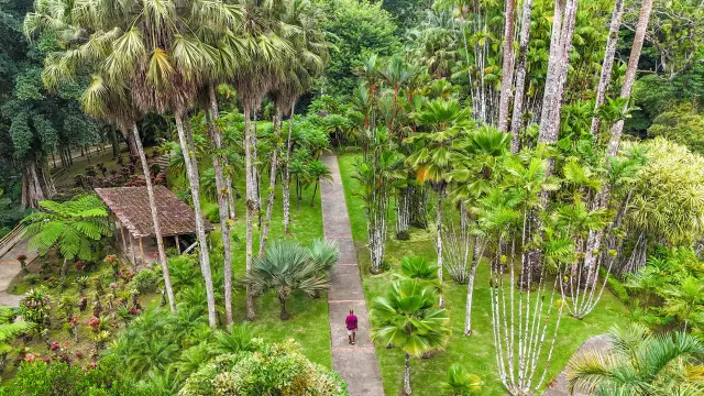 Jardin de Balata Fort-de-France Martinique