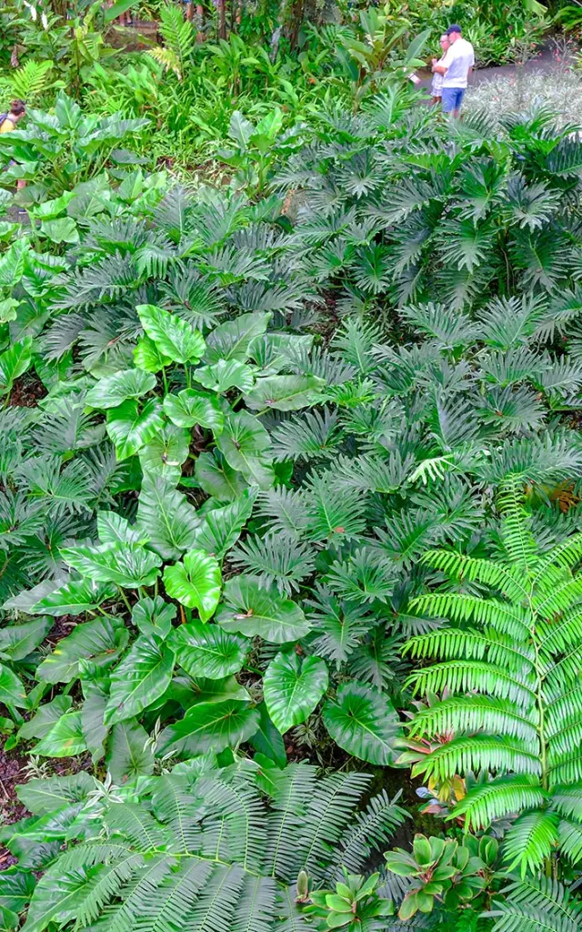 Jardin de Balata Fort-de-France Martinique