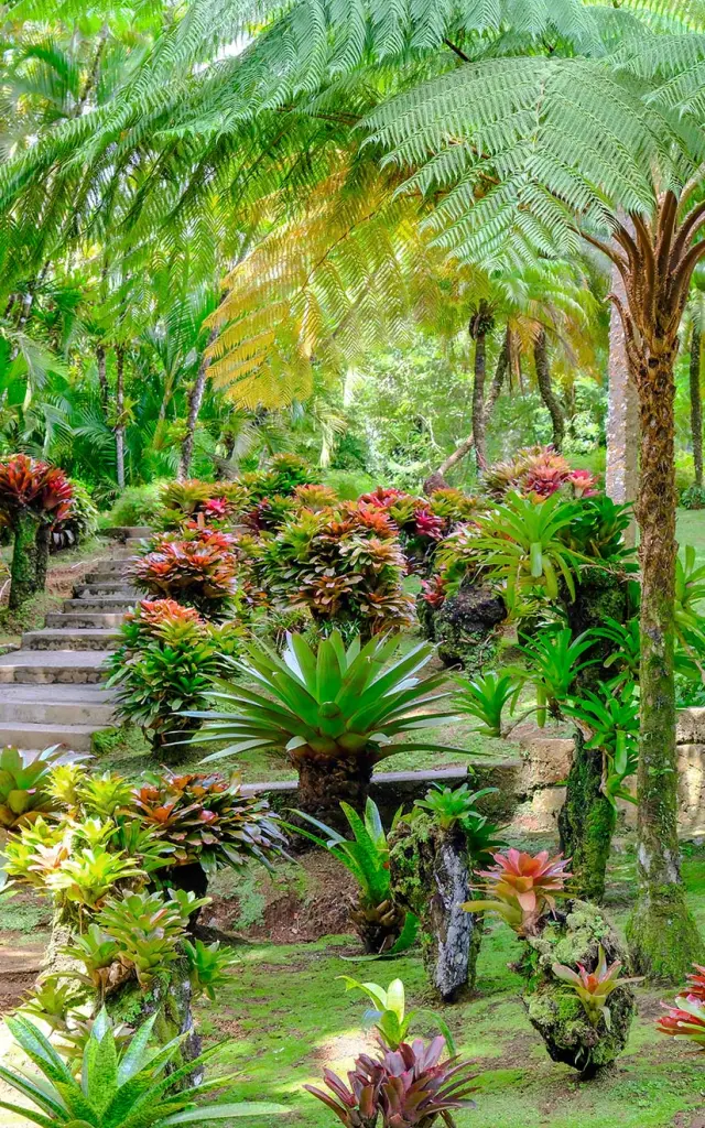 Jardin des Broméliacées Jardin de Balata Fort-de-France Martinique