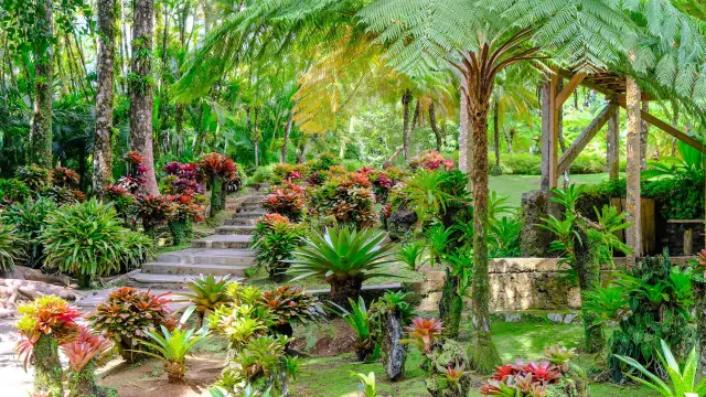 Jardin des Broméliacées Jardin de Balata Fort-de-France Martinique