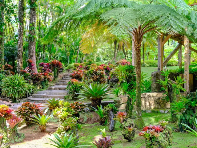 Jardin des Broméliacées Jardin de Balata Fort-de-France Martinique