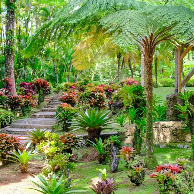 Jardin des Broméliacées Jardin de Balata Fort-de-France Martinique