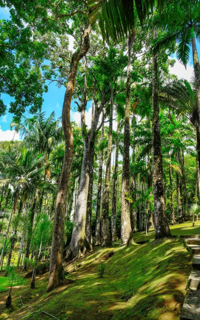 Jardin de Balata Fort-de-France Martinique