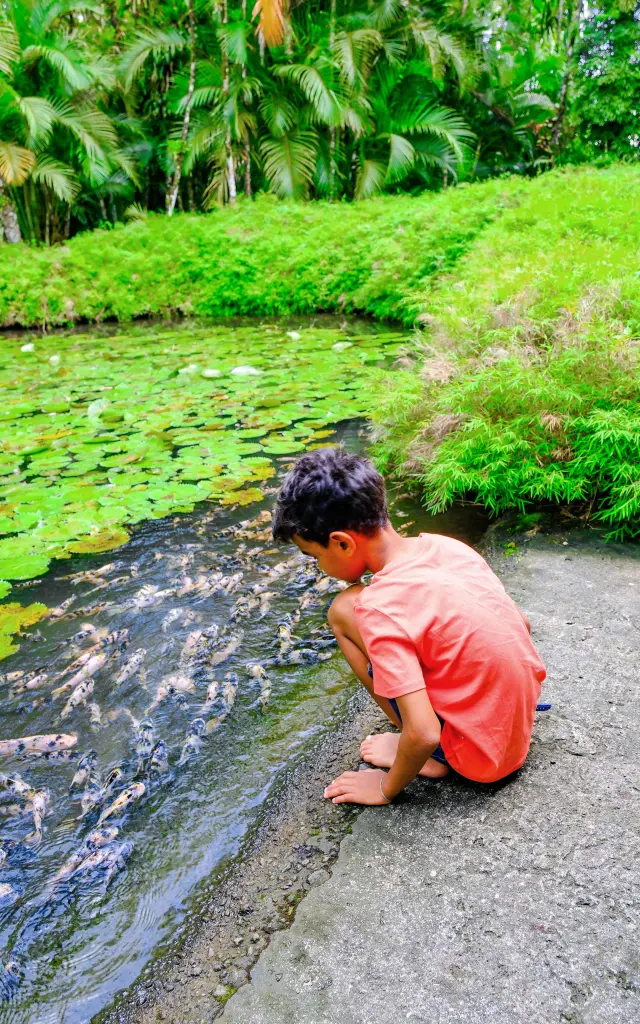 Jardin de Balata Fort-de-France Martinique