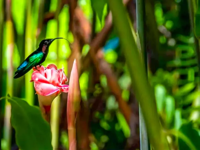 Colibris Rose de porcelaine Jardin de Balata Fort-de-France Martinique