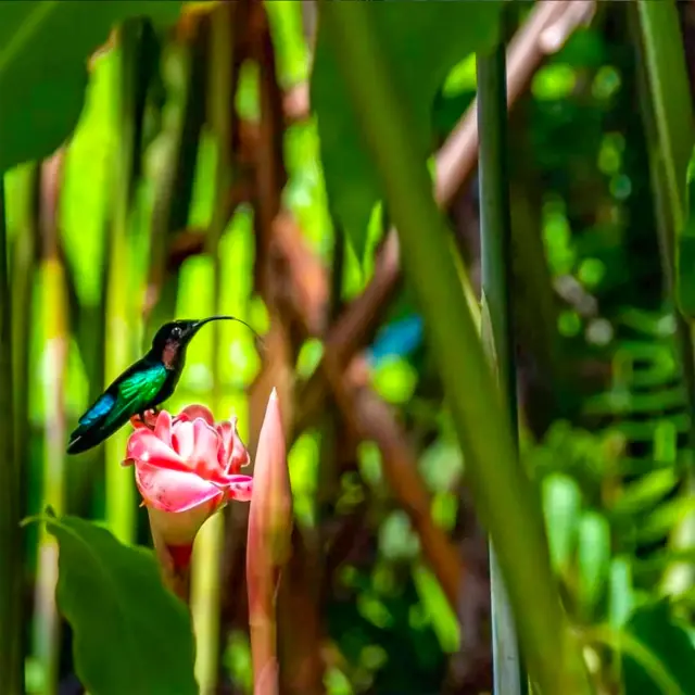 Colibris Rose de porcelaine Jardin de Balata Fort-de-France Martinique