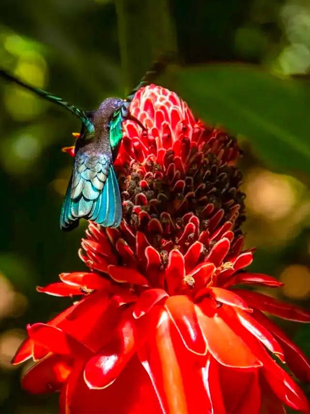 Colibris Rose de porcelaine Jardin de Balata Fort-de-France Martinique