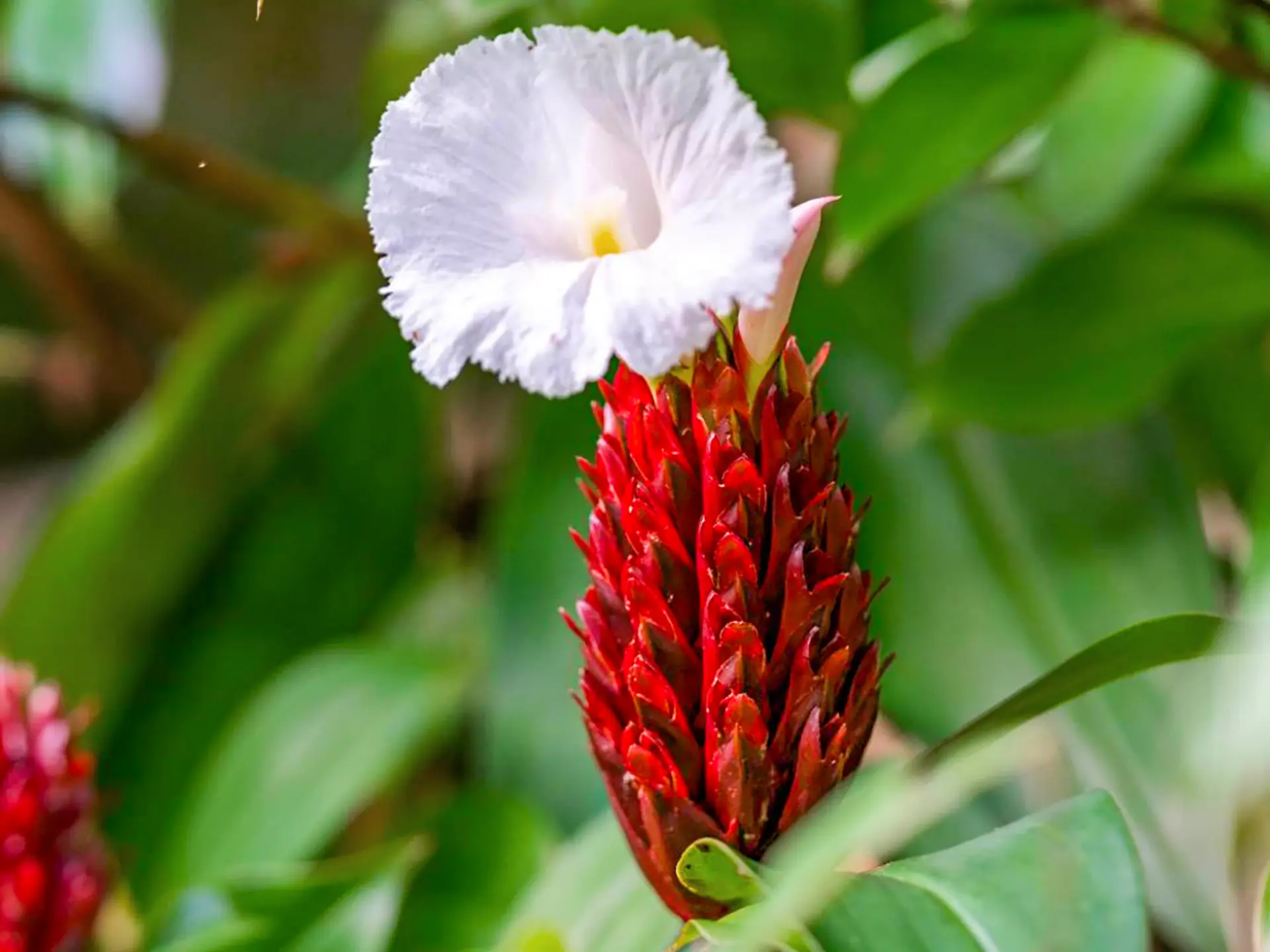 Fleur Canne d'eau Jardin de Balata Fort-de-France Martinique