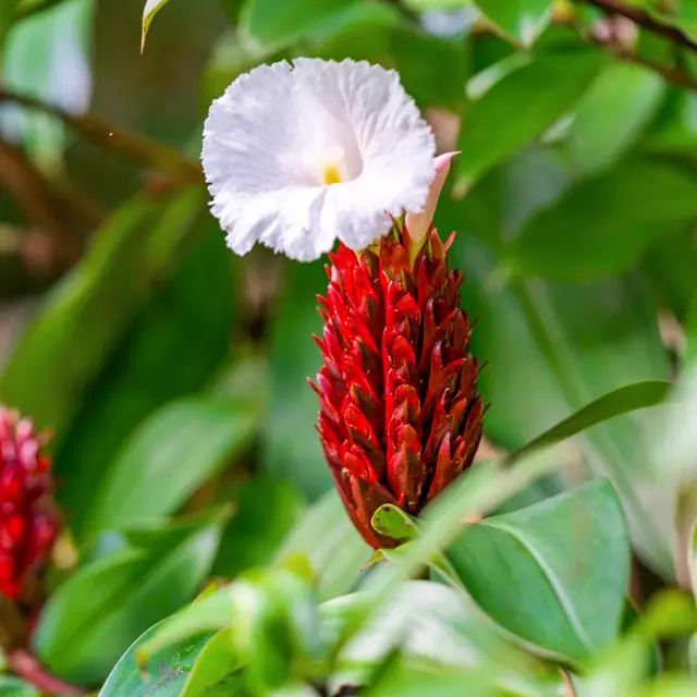 Fleur Canne d'eau Jardin de Balata Fort-de-France Martinique