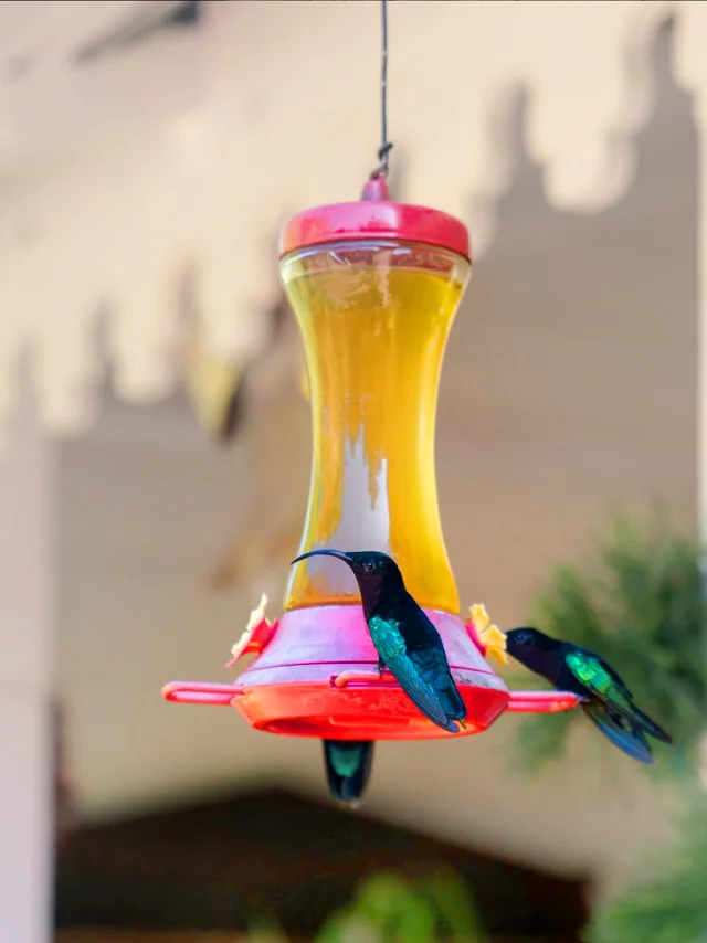 Colibris Jardin de Balata Fort-de-France Martinique