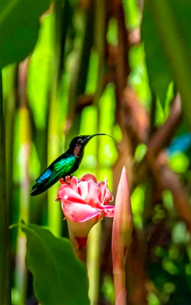 Colibris Jardin de Balata Fort-de-France Martinique