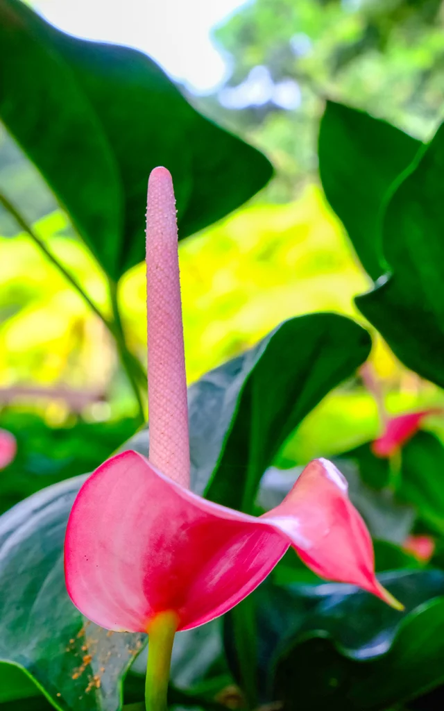 Fleur Anthurium Jardin de Balata Fort-de-France Martinique