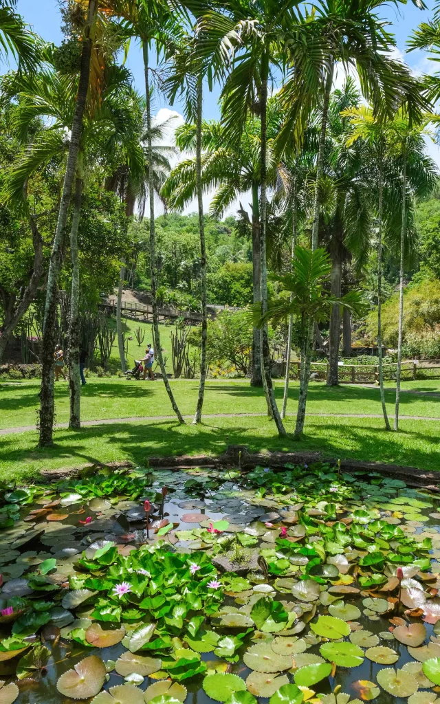 Bassin à nénuphars Jardin Zoo Habitation Latouche Carbet Martinique