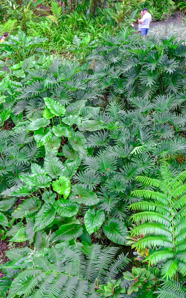 Jardin de Balata Fort-de-France Martinique