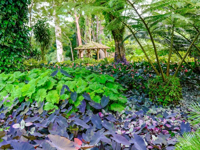 Jardin de Balata Fort-de-France Martinique