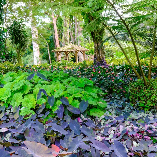 Jardin de Balata Fort-de-France Martinique