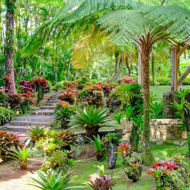 Jardin de Balata Fort-de-France Martinique