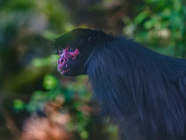 Singe Zoo Habitation Latouche Carbet Martinique