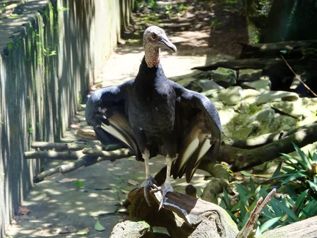 Vautour Zoo Habitation Latouche Carbet Martinique