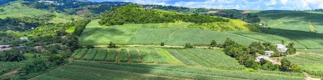 Champ de canne à sucre Habitation La Salle Sainte-Marie Martinique