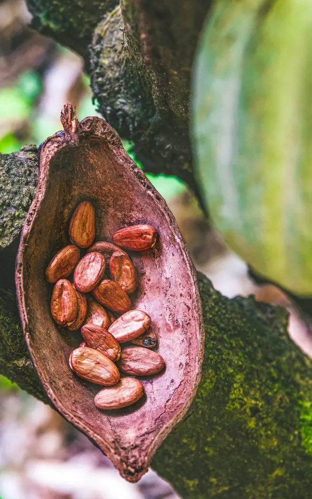 Fève de cacao Frères Lauzéa Lamentin Martinique