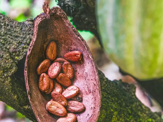 Fève de cacao Frères Lauzéa Lamentin Martinique